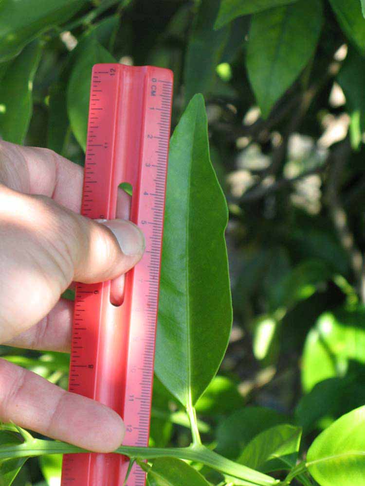              Unifoliolate leaf (Winter Haven, FL)       